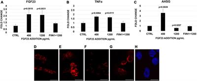 Fibroblast growth factor 23 level modulates the hepatocyte’s alpha-2-HS-glycoprotein transcription through the inflammatory pathway TNFα/NFκB